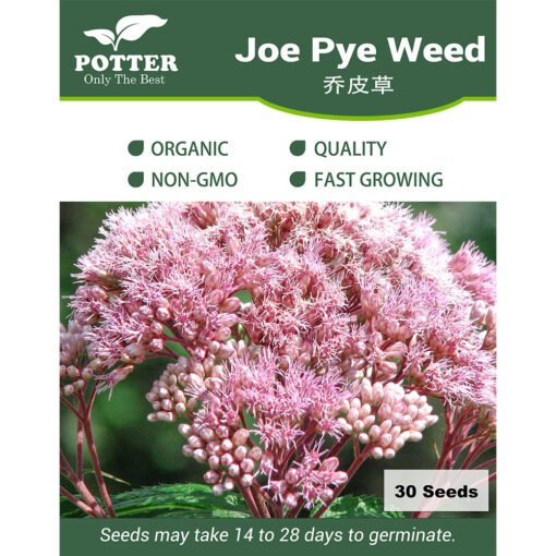 Joe-Pye-Weed