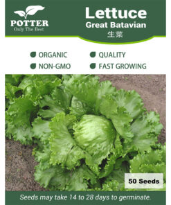 Lettuce-Batavian