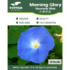Morning Glory Heavenly Blue flower seeds