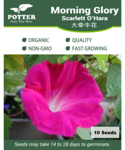 Morning Glory Scarlett O Hara flower seeds