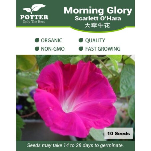 Morning Glory Scarlett O Hara flower seeds