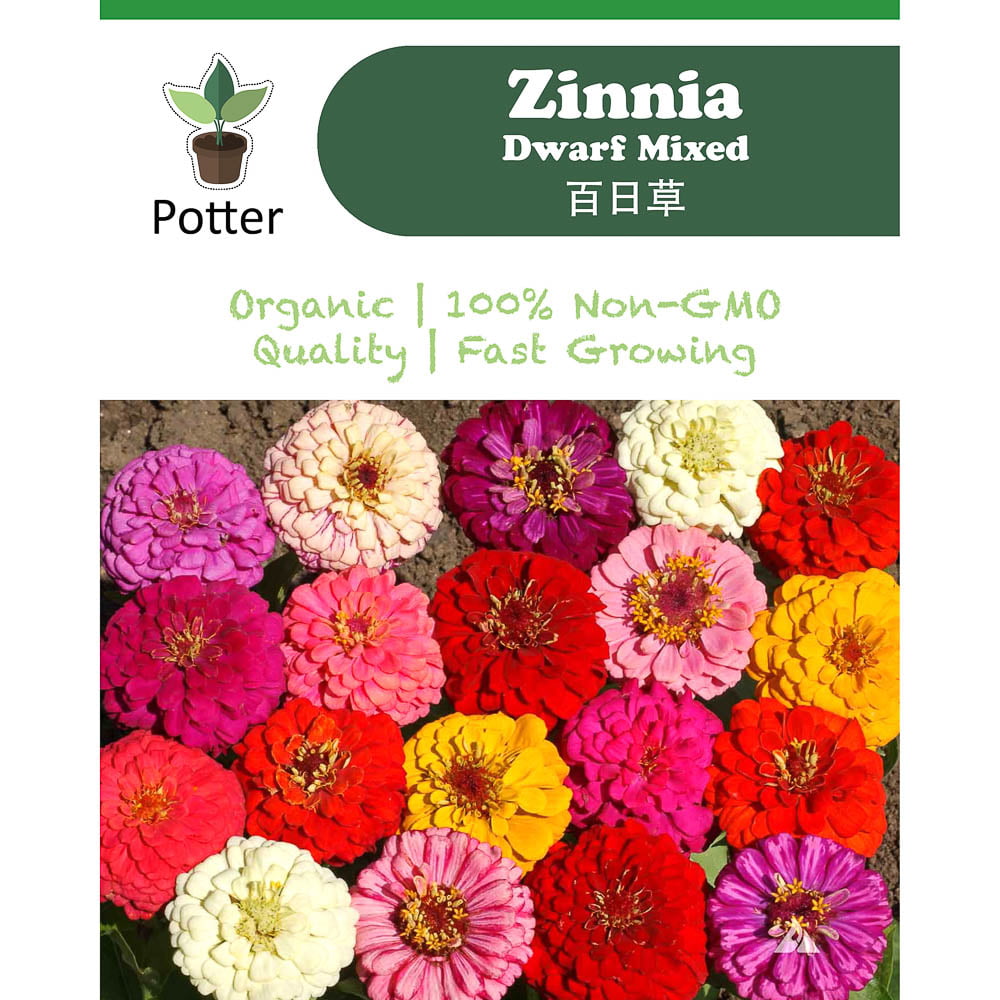 Zinnia Dwarf Mixed flower seeds Sierra Flora
