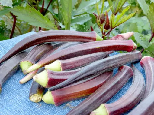 Okra Lady Finger Red Burgundy seeds - Image 2