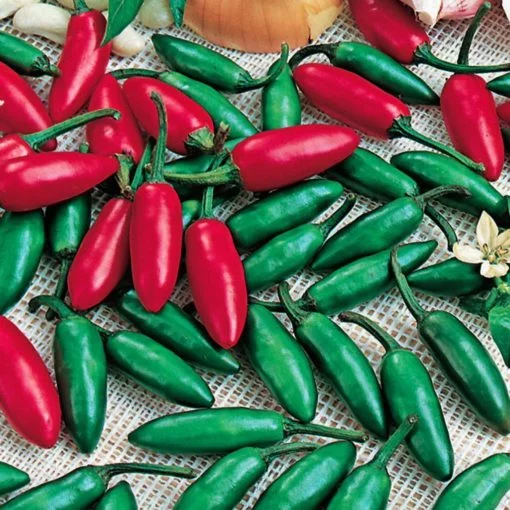 Pepper Serrano seeds - Image 3