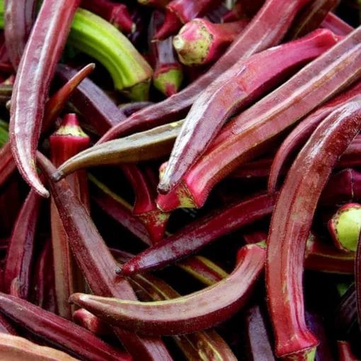 Okra Lady Finger Red Burgundy seeds - Image 6