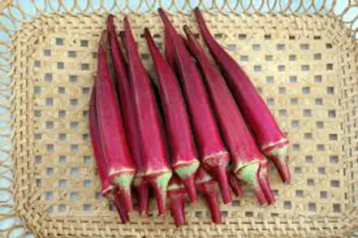 Okra Lady Finger Red Burgundy seeds - Image 5