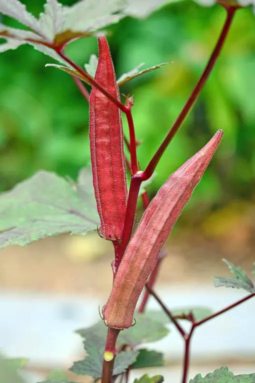 Okra Lady Finger Red Burgundy seeds - Image 4