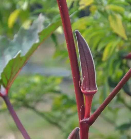 Okra Lady Finger Red Burgundy seeds - Image 3