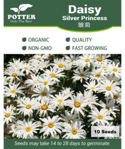 Daisy Silver Princess seeds