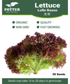 Lollo Lettuce