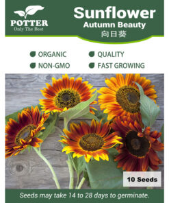 Autumn Beauty sunflower seeds