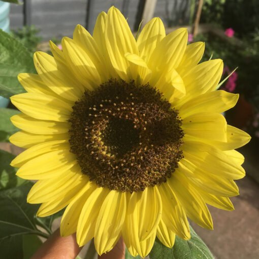 Lemon Queen sunflower