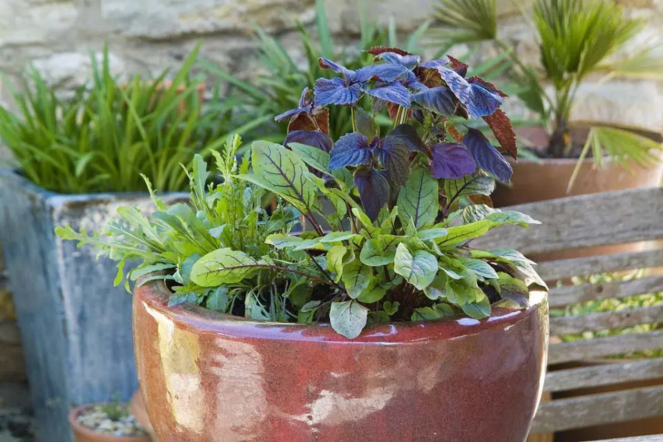Container Gardening