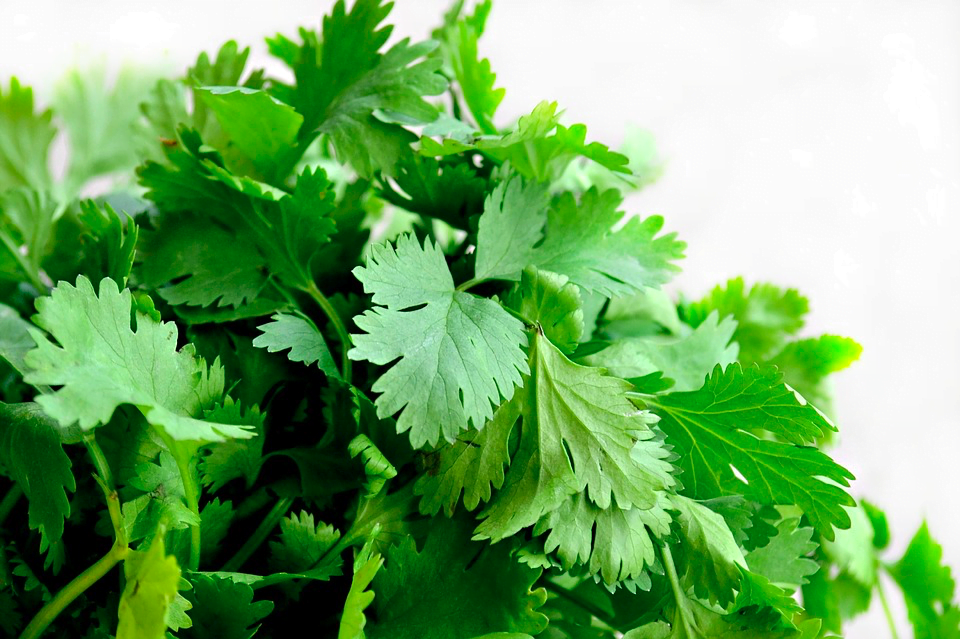 How to Grow Coriander Cilantro from Seeds Sierra Flora