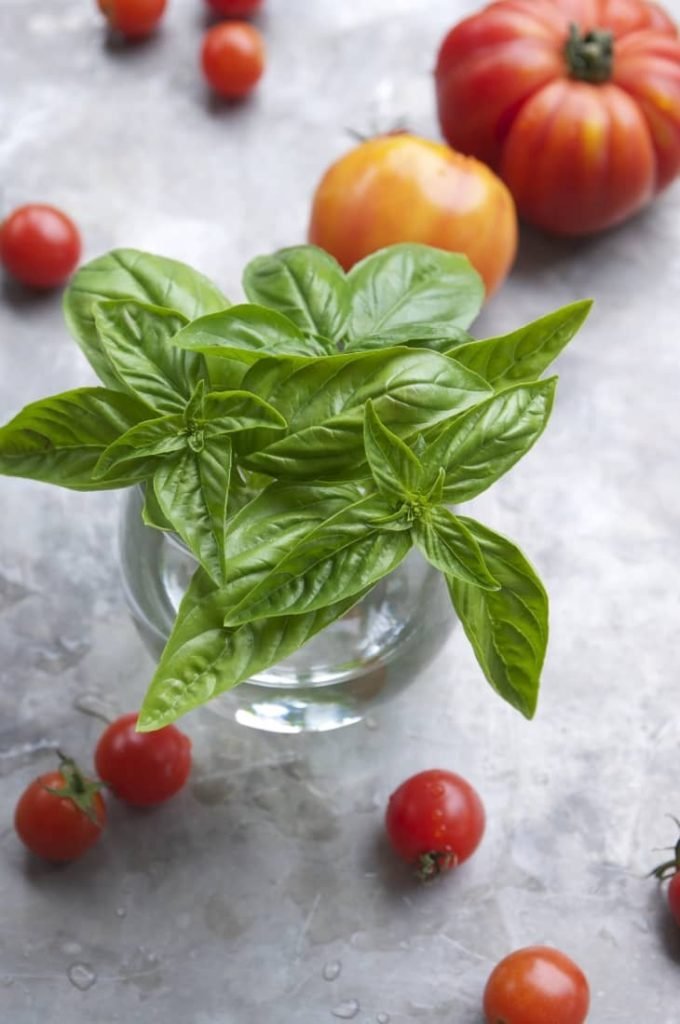 How to Care for Sweet Basil Sierra Flora