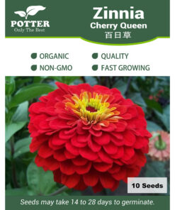 Zinnia Cherry Queen flower seeds