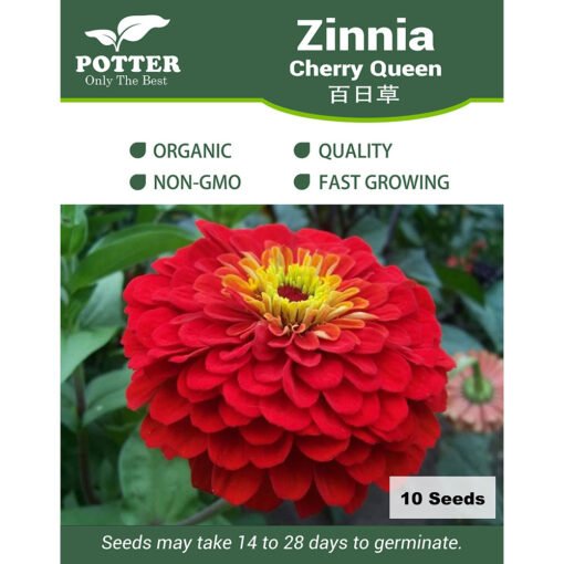 Zinnia Cherry Queen flower seeds