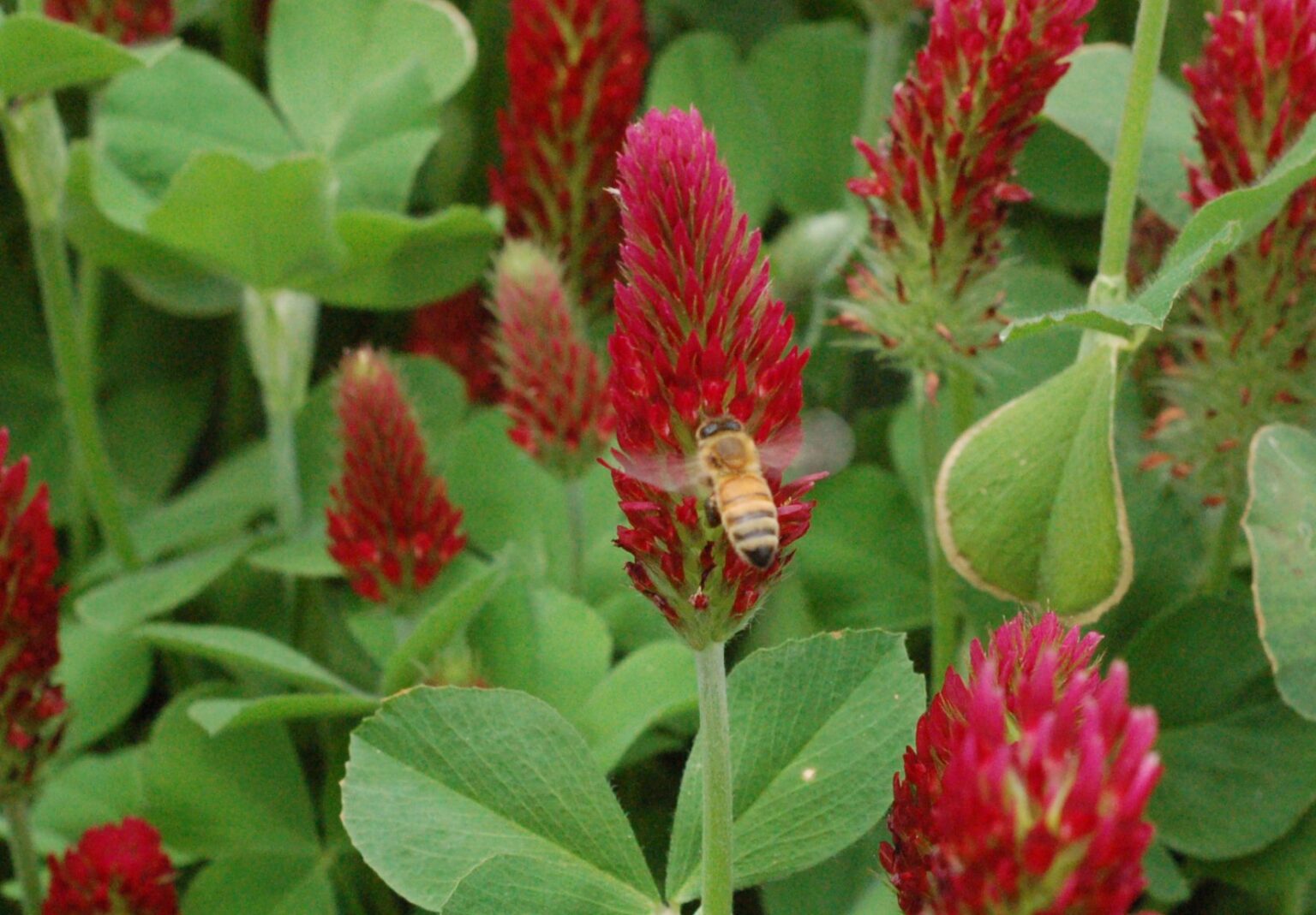 Clover Crimson flower seeds - Sierra Flora