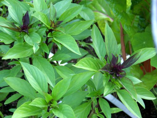 Licorice Basil herb seeds