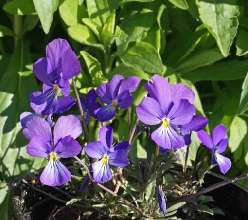 Violet Gentle Breeze flower seeds