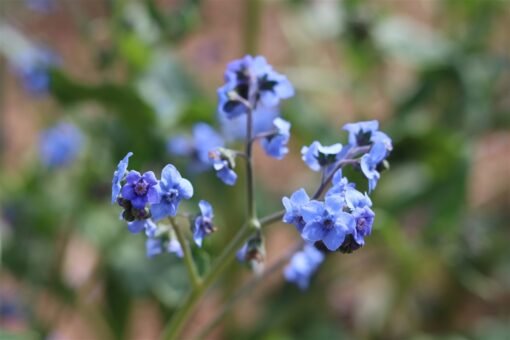 Forget Me Not seeds
