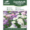 Candytuft Globe Annual