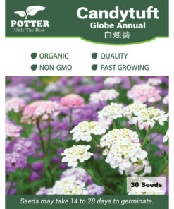 Candytuft Globe Annual