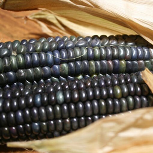 Blue Corn Seeds
