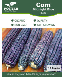 Blue Corn Seeds