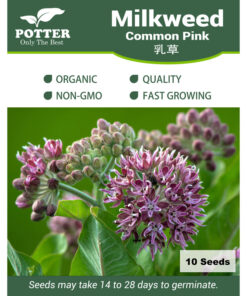 Milkweed Common seeds