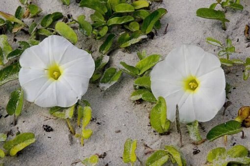 Morning Glory Purity White flower seeds