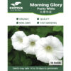 Morning Glory Purity White flower seeds