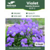 Violet Gentle Breeze