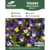 Violet Helen Mount flower seeds