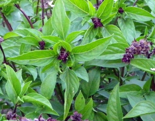 Basil Cinnamon herb seeds