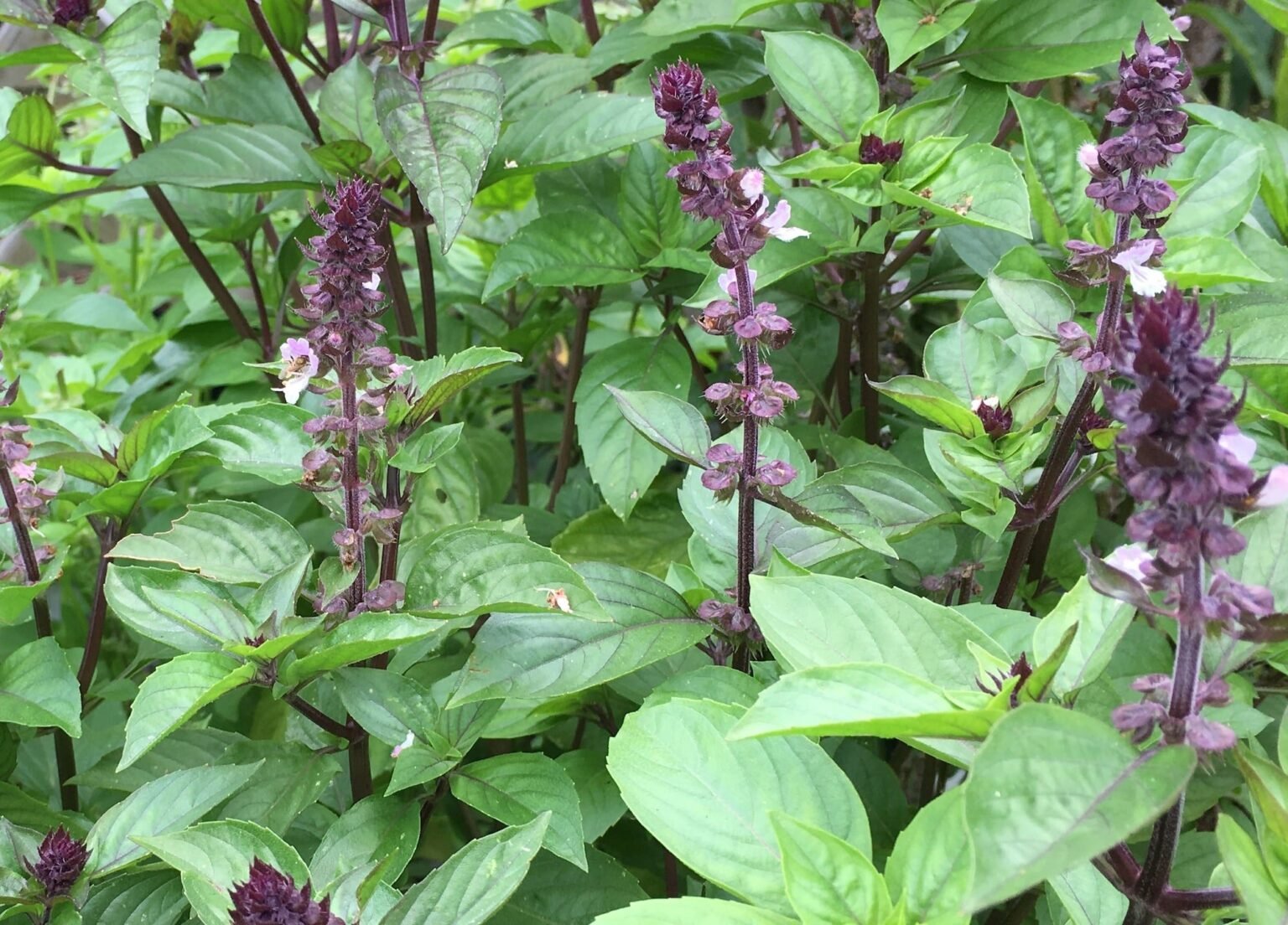 Basil Cinnamon herb seeds Sierra Flora