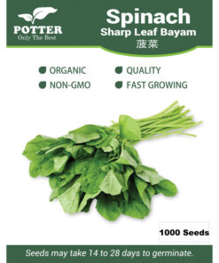 Spinach-Sharp-Leaf-Bayam